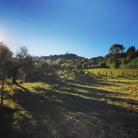 Le Giuncaie - Vigna Con *